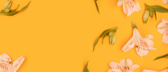Wall Mural - white alstroemeria flowers and green leaves scattered on a yellow background. banner with springtime