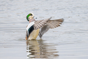 Wall Mural - American wigeon duck