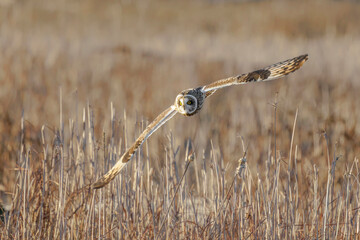 Wall Mural - Short eared owl