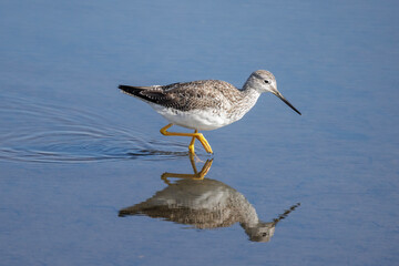 Wall Mural - Greater yellowlegs bird