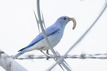 Wall Mural - Mountain bluebird bird