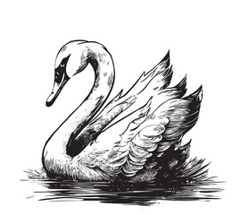 Poster - A sketch of a swan