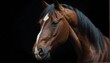 © Arceli - horse close up portrait on plain black background from Generative AI