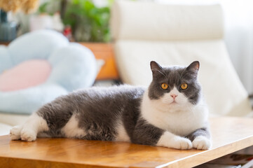 Sticker - British shorthair cat lying on table