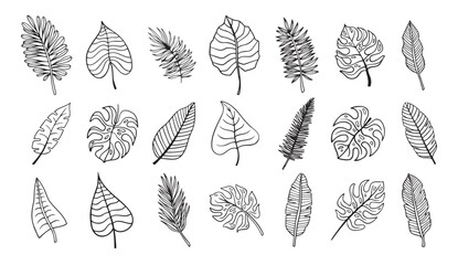 Wall Mural - botanical hand drawn exotic leave. tropical palm leave sketch, isolated linear doodle style.