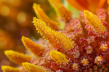 Sticker - A close up of a flower with a yellow center and orange petals