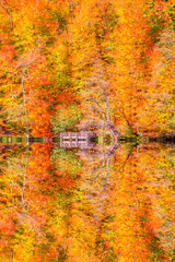 Poster - Autumn landscape in (seven lakes) Yedigoller Park Bolu, Turkey