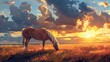 © usman - a Horse grazing with sunset in the background