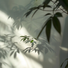 Wall Mural - A leafy tree casts a shadow on a white wall