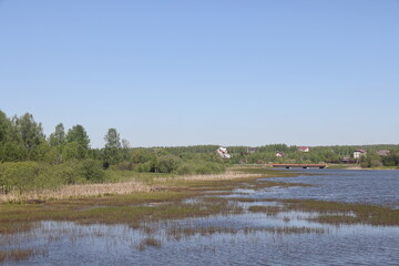 thickets of grass on a pond pond in shallow water near the shore in the countryside in May in the Moscow region, 2024 2