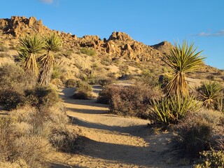 The Lost Palms Oasis trail in Joshua Tree National Park, California