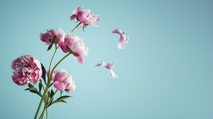 Canvas Print - Pink peony flowers flying to beautiful bouquet on light blue background : Generative AI