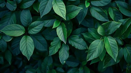 Wall Mural - Green leaves background Green leaves color tone dark in the morning : Generative AI