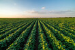 © oticki - Golden sunlight bathes a vibrant soybean crop in organized rows at dusk