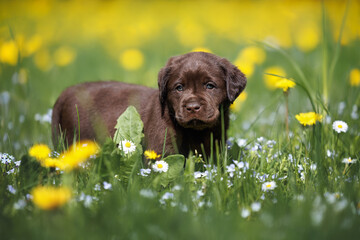 Wall Mural - chocolate labrador puppy walking on a meadow with different spring flowers