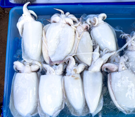 Canvas Print - Fresh squid on a market stall