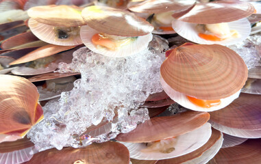 Sticker - Seashells on a market counter