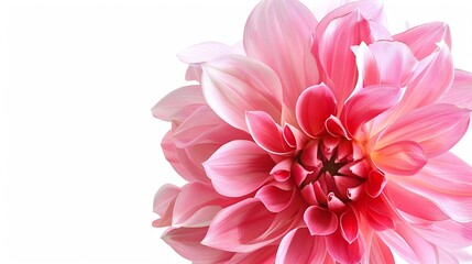 Canvas Print - Fantastic flower with pink petals Beautiful image isolated on white background Ideal for the representation of a perfume aroma or expression of spring summer or freshness : Generative AI