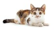 © BURINKUL - Japanese Bobtail cat with a short tail, isolated on white background, playful stance, copy space