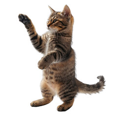 Adorable kitten standing on hind legs and reaching up. Cute tabby cat isolated on white background in playful pose.