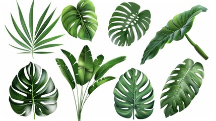 Wall Mural - set of green monstera palm and tropical plant leaf isolated on white background for design elements, Flat lay