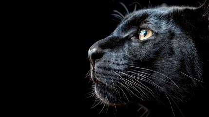 Wall Mural - Closeup of a black panthers head on black background