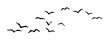 © Haruki Yui - Group of flying birds flock silhouettes, a flock of flying birds