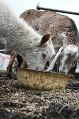 Portrait of a white goat outside on a farm