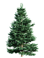 Wall Mural - abies concolor fir tree isolated on transparent background. 3d render.