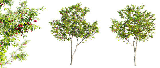 cherry trees isolated on transparent background and selective focus close-up. 3d render.