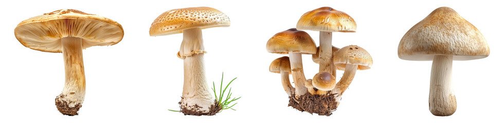 Wall Mural - Mushroom, Mushrooms, PNG set, collection, Isolated