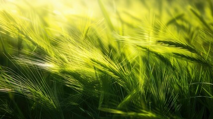 Sticker - A closeup shot capturing the movement of tall terrestrial plants in a windy natural landscape. The grassland sways gracefully in the wind AIG50