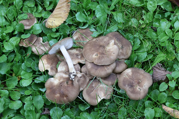 Wall Mural - Lyophyllum decastes,  known as the fried chicken mushroom or  clustered domecap, wild mushroom from Finland