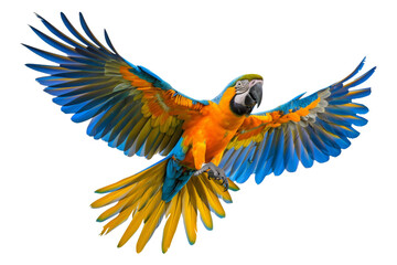 Wall Mural - parrot