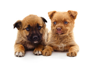 Canvas Print - Two little puppies.