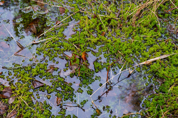 Wall Mural - A detailed close-up of vibrant green moss growing in a waterlogged area of the forest floor. Ideal for environmental studies, nature photography, and botanical projects