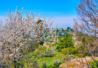 Poster - Monte Bastia behind the tree in blossom, San Vigilio Hill, Bergamo, Italy