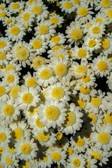 Wall Mural - A vertical shot of Marguerite daisy