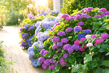 Sticker - Beautiful garden with hydrangeas. Aesthetic path near the house. Blue, pink hydrangea flowers are blooming in summer in town garden heads in the sunlight. 