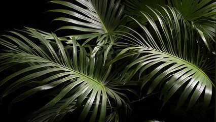 Closeup of Rich green tropical leaves.
