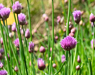 Wall Mural - Beautiful close-up of allium schoenoprasum