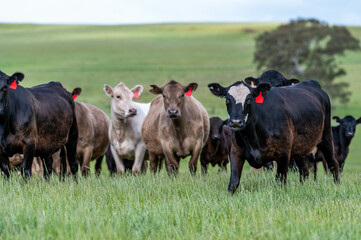 beautiful cattle in Australia  eating grass, grazing on pasture. Herd of cows free range beef being regenerative raised on an agricultural farm. Sustainable farming