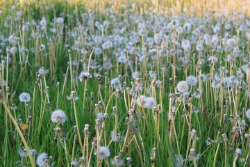 Wall Mural - Closeup of Dandelion (Taraxacum) flowers in a green field