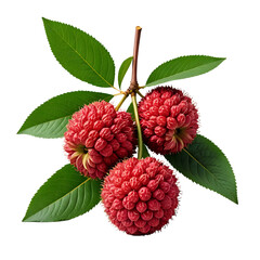 Wall Mural - A lychee with stem and leaves isolated on transparent background and 3D render