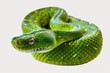 © Ева Поликарпова - Close up of a green snake on a white background. Suitable for nature and wildlife themes
