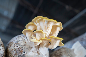 Poster - Golden mushrooms thrive in greenhouses in North China