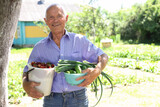 Fototapeta Koty - Elderly man farmer with bucket of vegetables in the garden
