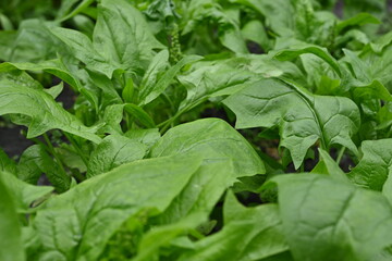 Green Spinach Leaves in background, photo of green sorrel leaves growing in vegetable garden, organic spinach leaves