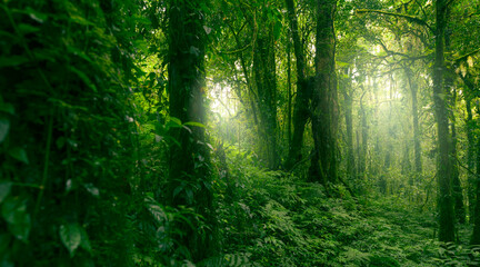 Wall Mural - Green tree forest with sunlight through green leaves. Natural carbon capture and carbon credit concept. Sustainable forest management. Trees absorb carbon dioxide. Natural carbon sink. Environment day