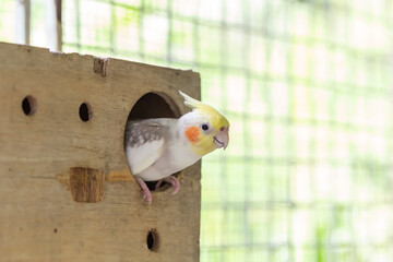 cockatiel and its mate are nesting in a wooden box